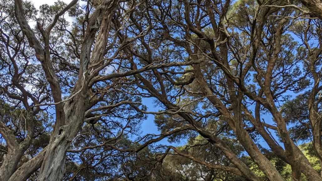 Trees